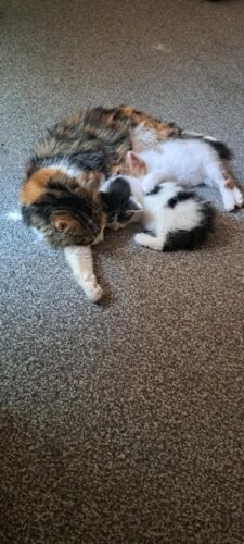 Gorgeous kittens ready to leave