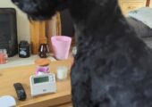 Beautiful cockapoo puppy