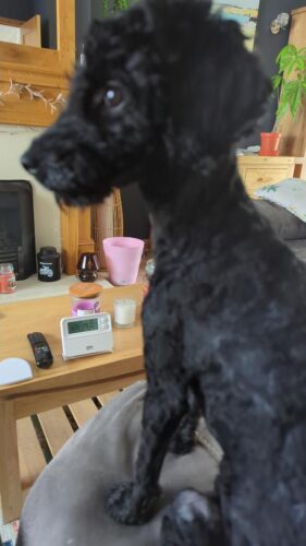 Beautiful cockapoo puppy