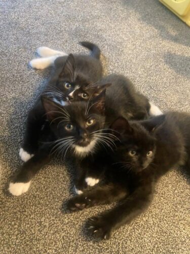 Maine coon kittens 2 left tica registered active