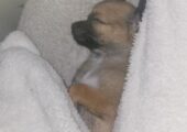 Beautiful tiny Chihuahua boy