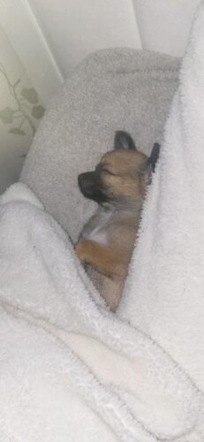 Beautiful tiny Chihuahua boy