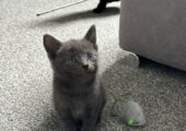 Beautiful Blue Kitten