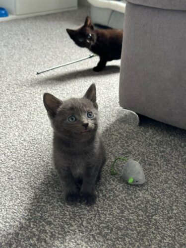 Beautiful Blue Kitten
