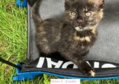 Cute Kittens for sale