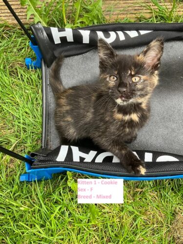Cute Kittens for sale