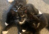 Cute Kittens for sale