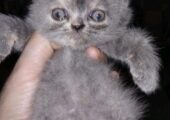 Beautiful Persian Exotic kittens