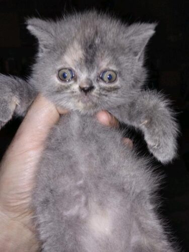 Beautiful Persian Exotic kittens