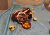 Guinea Pigs and Cage