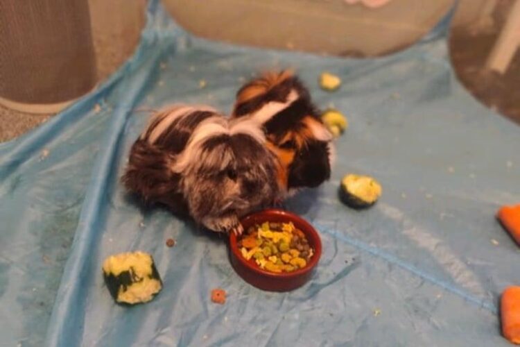 Guinea Pigs and Cage