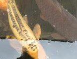 Angelfish