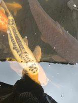Angelfish