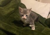 4 kittens for sale Open to reasonable offers