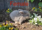 Bunny with food,cage,hay, playpen