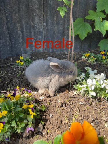 Bunny with food,cage,hay, playpen