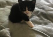 Gorgeous kittens ready to leave