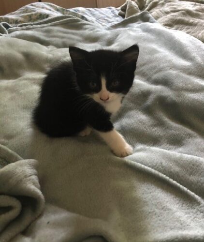 Gorgeous kittens ready to leave