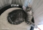Maine coon kittens ready now tica registered