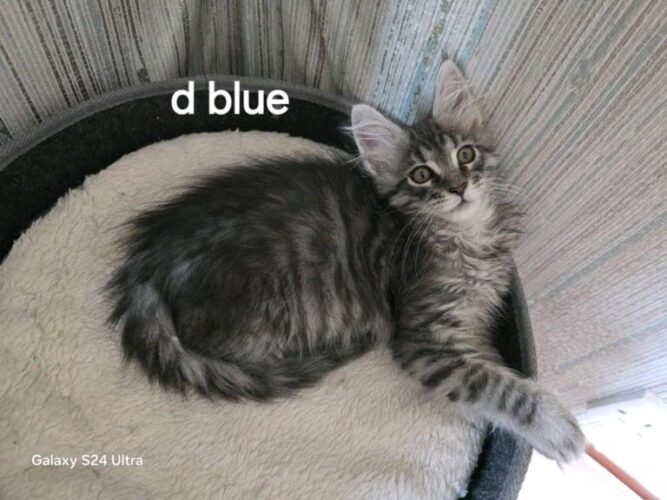 Maine coon kittens ready now tica registered