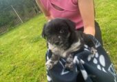 JACKAPOO PUPPIES girls