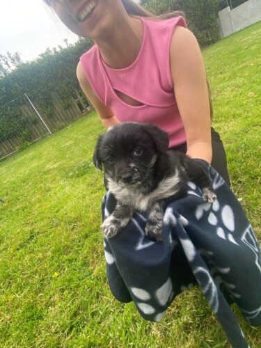 JACKAPOO PUPPIES girls