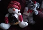 soft  cuddly toys