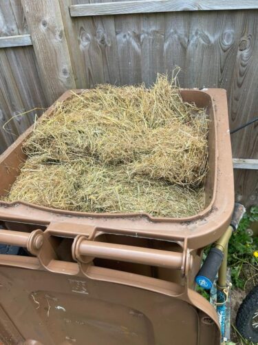 Dog bed. 25. Pine.