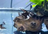 Angelfish
