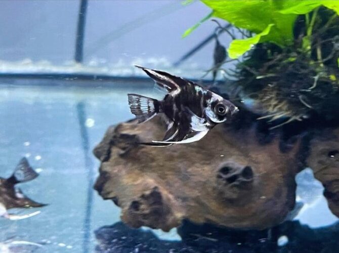 Angelfish