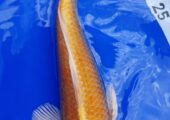 Angelfish