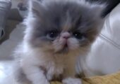 Beautiful Persian Exotic kittens