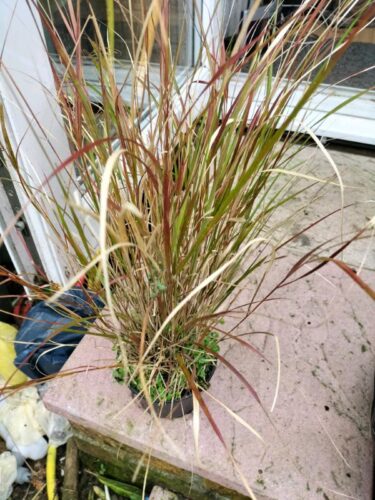 Pheasant tail grass plant