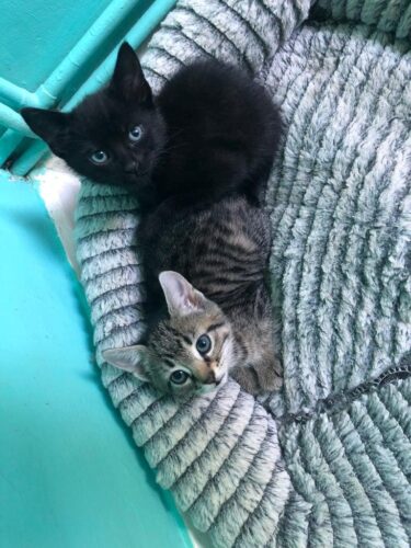 Beautiful kittens