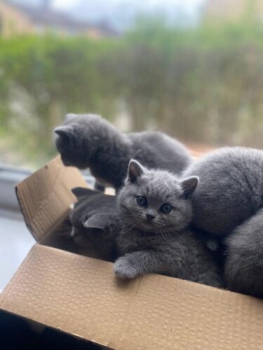 Gorgeous kittens ready to leave