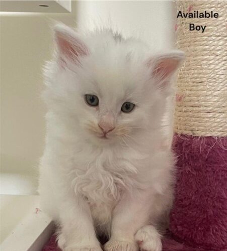 Maine coon kittens