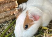 Guinea Pigs and Cage