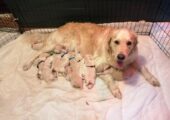 Golden Retriever Puppies for sale