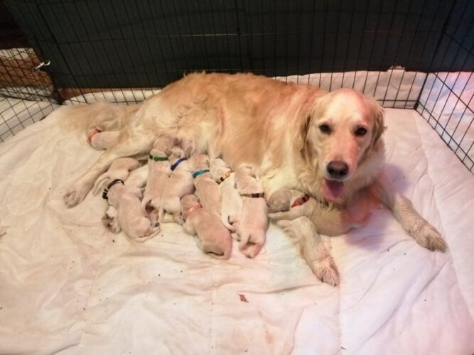 Golden Retriever Puppies for sale