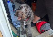 Cockapoo 7 year old male for rehoming