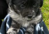 JACKAPOO PUPPIES girls