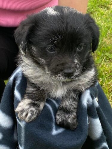 JACKAPOO PUPPIES girls