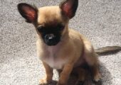 Beautiful tiny Chihuahua boy