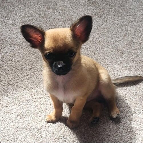 Beautiful tiny Chihuahua boy