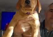 Beautiful cockapoo puppy