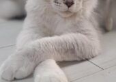 Beautiful Maine Coon Cat Active TICA registered 17 months old
