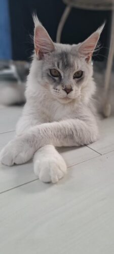 Beautiful Maine Coon Cat Active TICA registered 17 months old