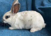Bunny with food,cage,hay, playpen
