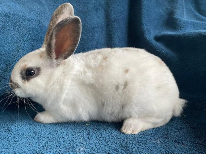 Bunny with food,cage,hay, playpen