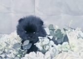 Xxxs Pomeranians Russian teddy face